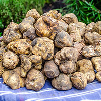 Fresh white truffle