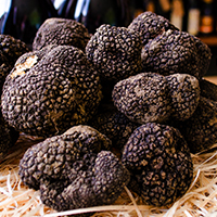 Fresh black summer truffle