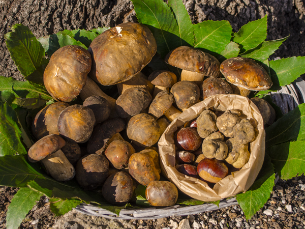 Cesto Funghi Porcini e Tartufo Bianco