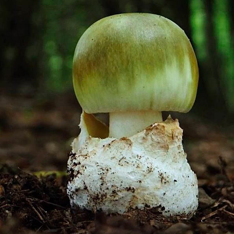 Amanita phalloides