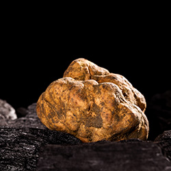 Tartufo bianco pregiato d'Alba